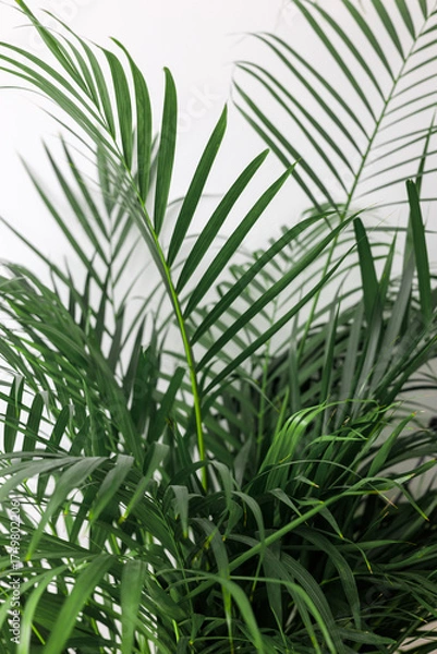 Obraz Green Chamaedorea Elegans Leaf on White Background