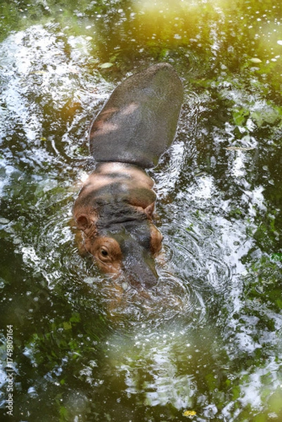 Obraz The hippopotamus In the river at national park