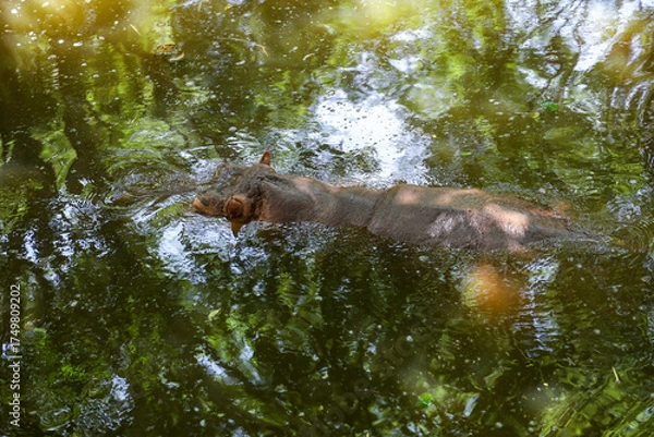 Obraz The hippopotamus In the river at national park