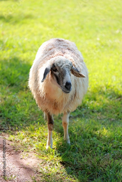 Obraz Close up the brown Sheep is rest in garden