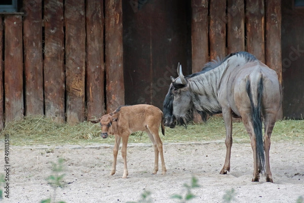 Obraz Gnu mit Kalb