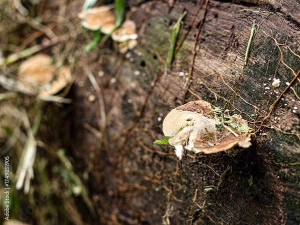 Fototapeta Mushrooms growing on a tree in the woods. Selective focus.
