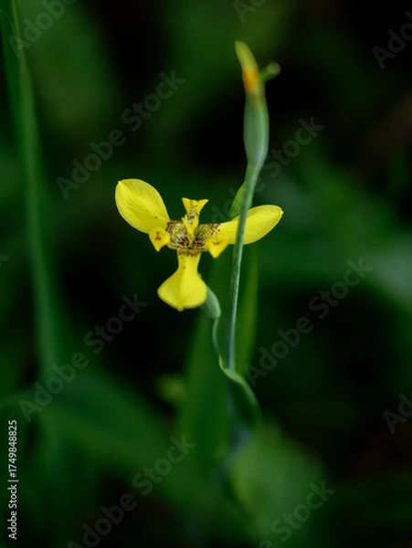 Fototapeta Close up of yellow iris flower (Iris pseudacorus)