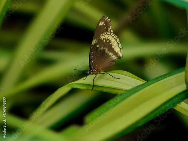 Fototapeta Butterfly on a green leaf in a botanical garden.