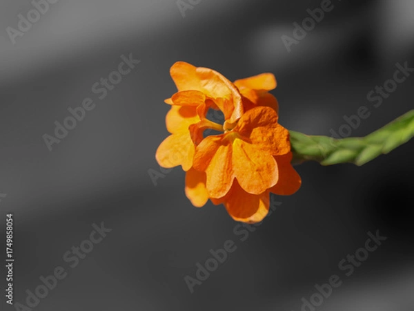 Fototapeta Orange flower or Firecracker flower on a black background. Shallow depth of field.