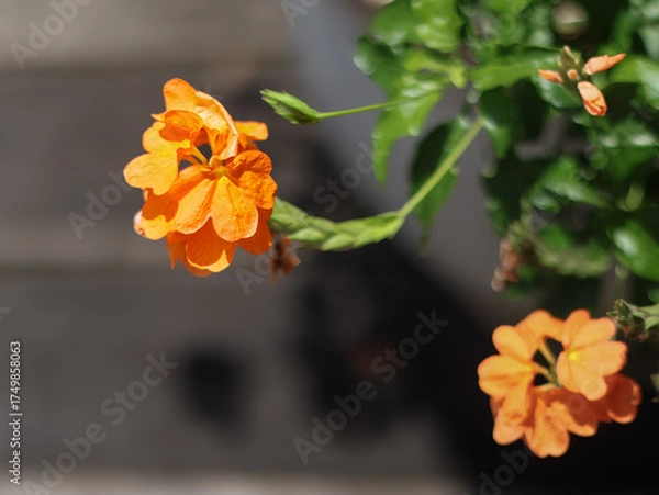 Fototapeta Orange flower or Firecracker flower on a black background. Shallow depth of field.