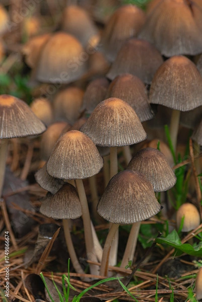 Obraz shiny cap mushrooms, (Coprinellus micaceus), emerging from the ground in autumn, close view