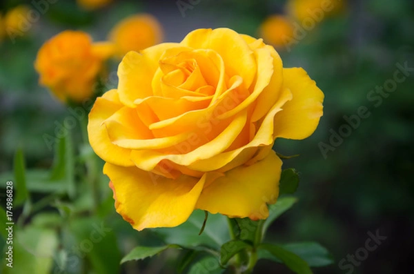 Obraz Yellow rose