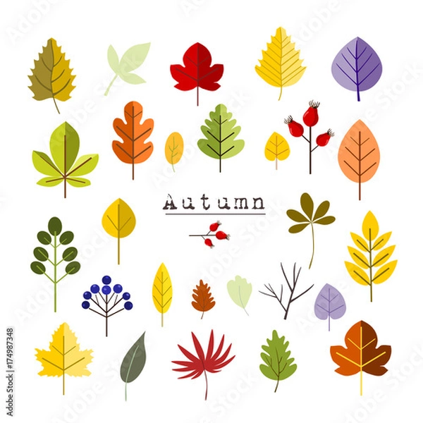 Obraz Collection of Autumn leaves, vector elements