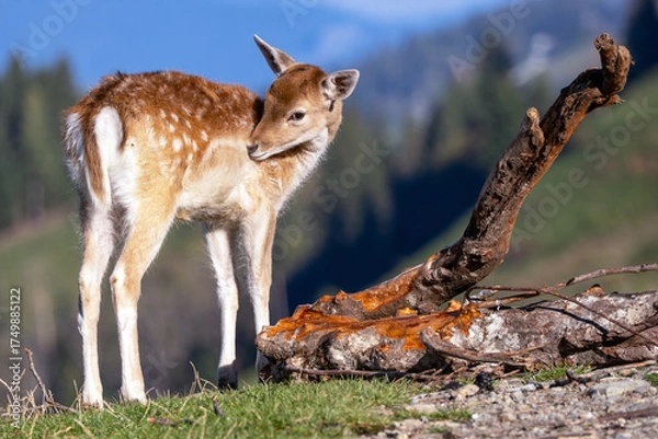 Obraz Damwild-Kalb im Gebirge