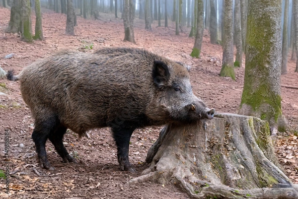 Obraz Keiler im Herbstwald