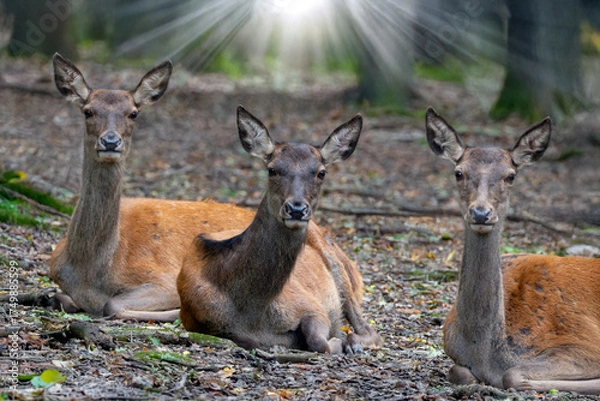 Obraz Rotwild im Morgenlicht 