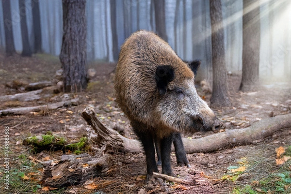 Obraz Starker Keiler im Morgenlicht