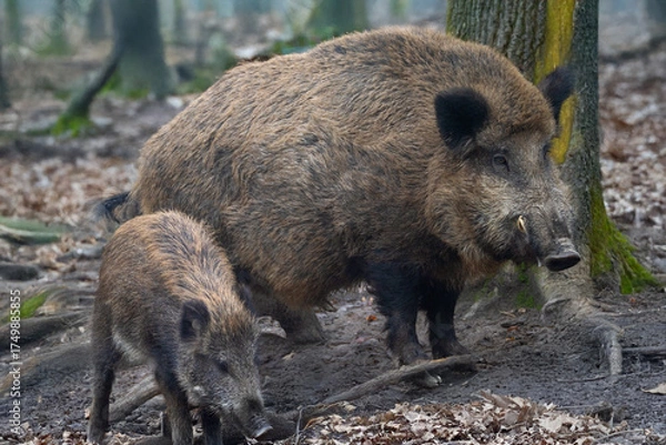 Obraz Keiler mit Frischling