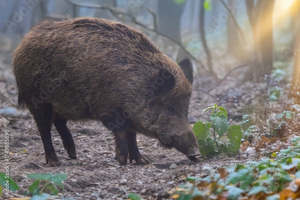 Obraz Keiler im Morgenlicht