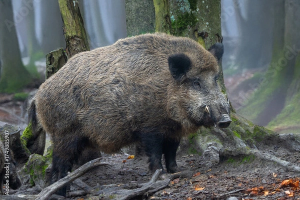 Obraz Starker Keiler im Morgennebel