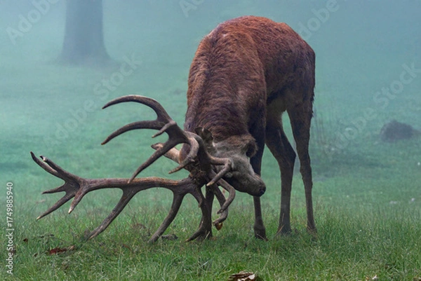 Obraz Kämpfender Rothirsch im Riedforst