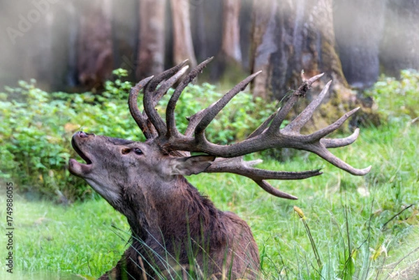 Obraz Röhrender Rothirsch zur Brunft