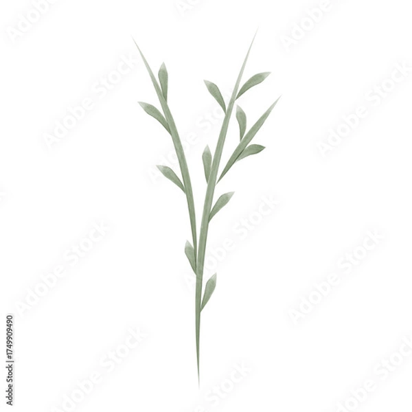 Fototapeta This is a watercolor-style vector graphic featuring a single, green flower stem with small leaves. It is isolated against a plain white background.