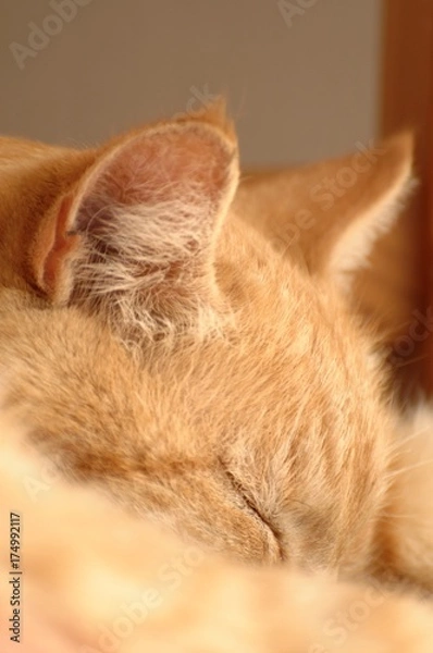 Obraz Sommeil profond