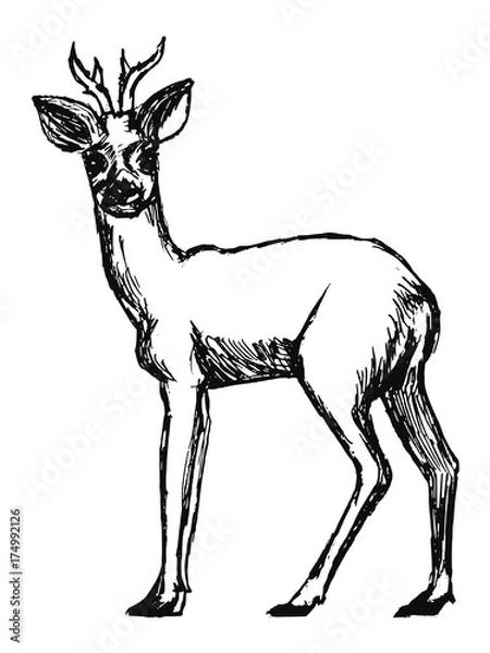 Obraz roe deer from forest