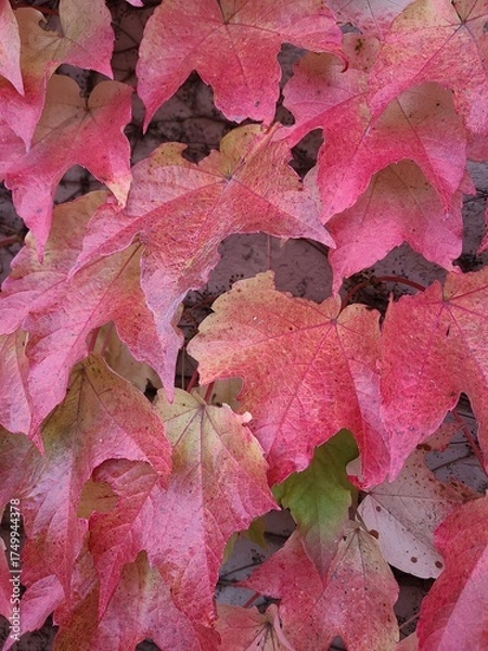 Obraz Red maple leaves closeup in fall