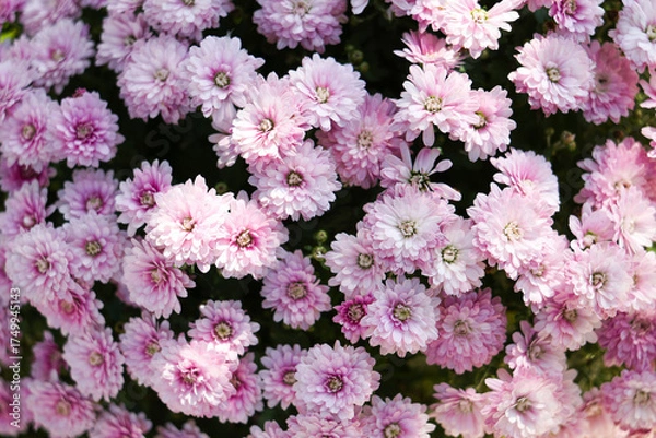 Fototapeta  Beautiful cluster of pink chrysanthemums blooming in sunlight. Soft petals and natural texture create a gentle floral background. Perfect for spring, garden, or romantic nature concepts. 