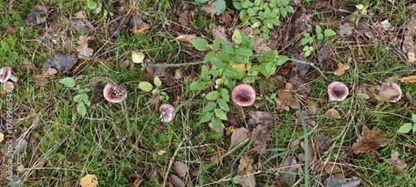 Obraz Lilafarbener Lacktrichtering