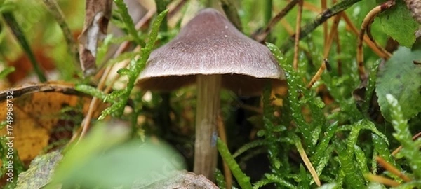 Obraz Kleiner Waldpilz im Moos