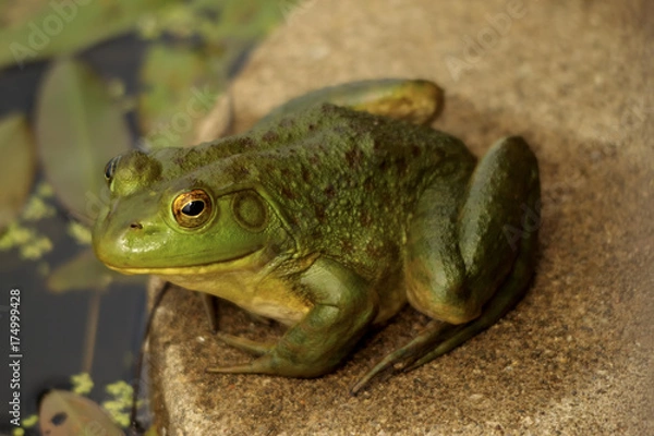 Obraz American Bullfrog