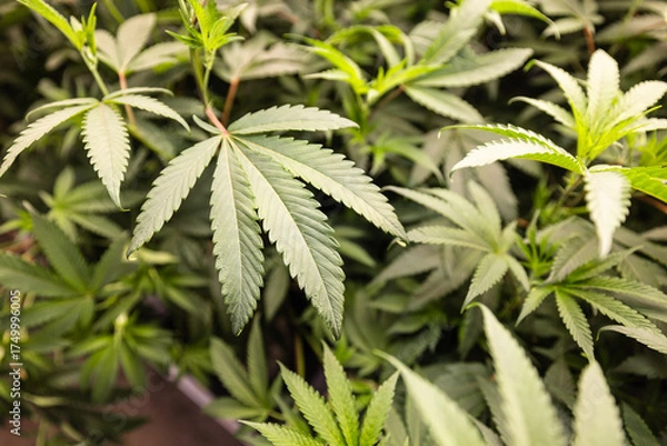 Fototapeta A close up image of a weed marijuana cannabis leaf for a background showing a plantation indoors 