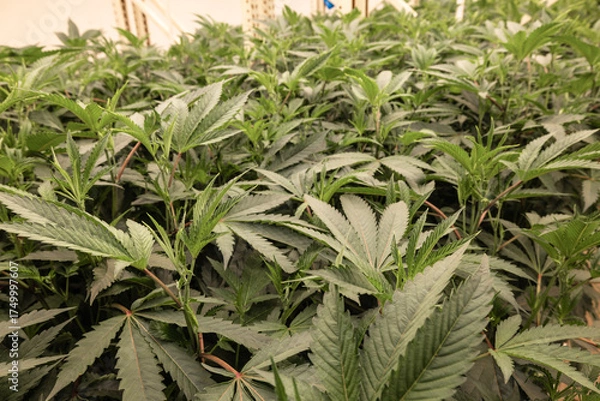 Fototapeta A close up image of a weed marijuana cannabis leaf for a background showing a plantation indoors 