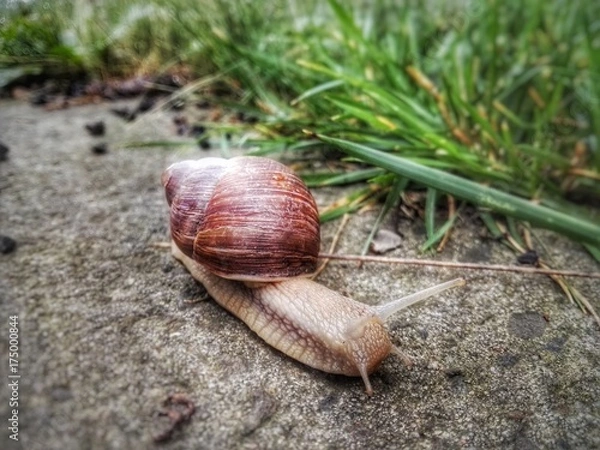 Fototapeta Ślimak