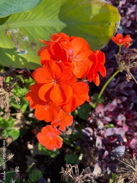 Obraz Autumn in full bloom