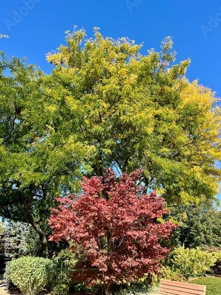 Obraz Autumn in full bloom