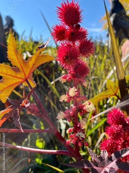 Obraz Autumn in full bloom