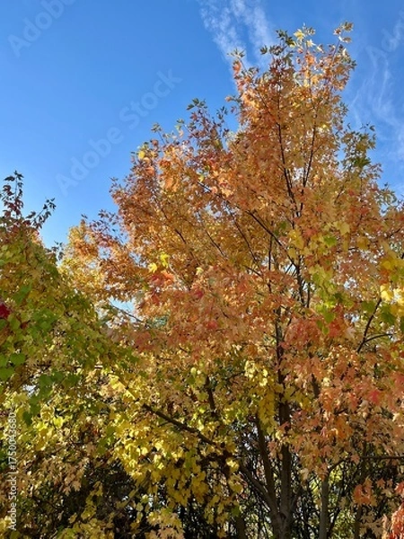 Obraz Autumn in full bloom