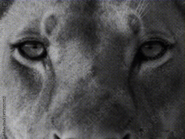 Fototapeta lion face close-up isolated on white background, symbolizing strength, courage, and wildlife in bold retro pop art style