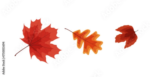 Obraz autumn maple leaf