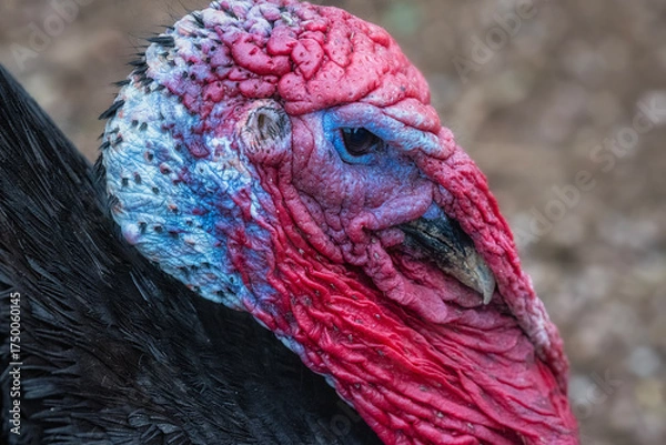 Fototapeta Tom Turkey Close-up