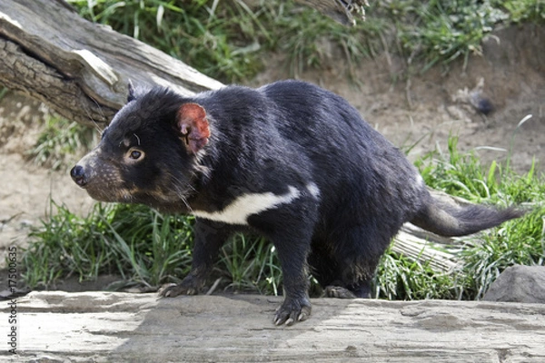 Fototapeta Tasmanian Devil 1