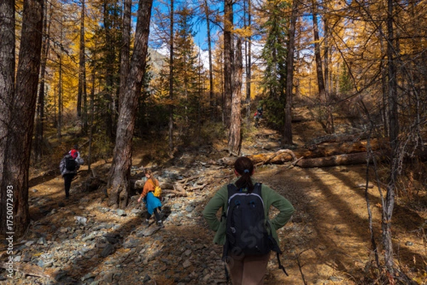 Fototapeta Hikers trek through autumn forest with backpacks under golden trees. Rocky path winds between trunks, fallen logs, sunlight dappled ground. Outdoor adventure, nature, hiking, teamwork.