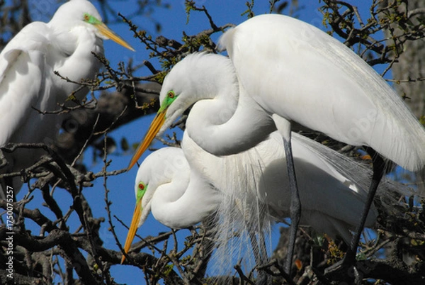 Fototapeta BIRDS- Florida- Close Up of Three Great White Egrets in Treetop Courtship