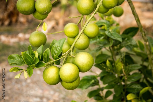 Fototapeta Green oranges growing on the branch of orange tree