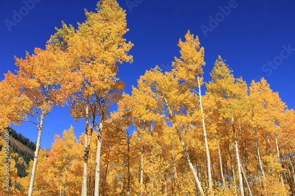 Obraz Fall Colors Landscape