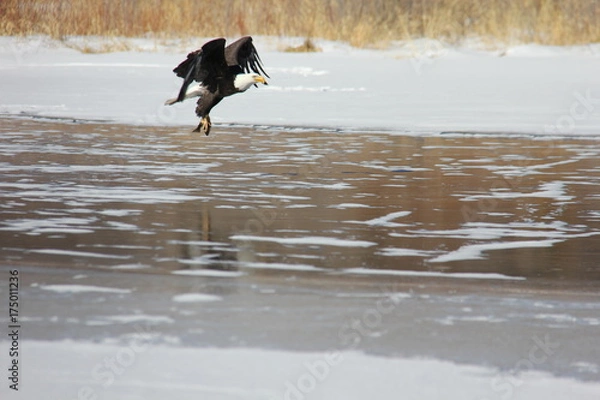 Obraz White-Headed Bald Eagle