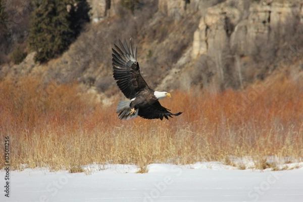 Obraz White-Headed Bald Eagle