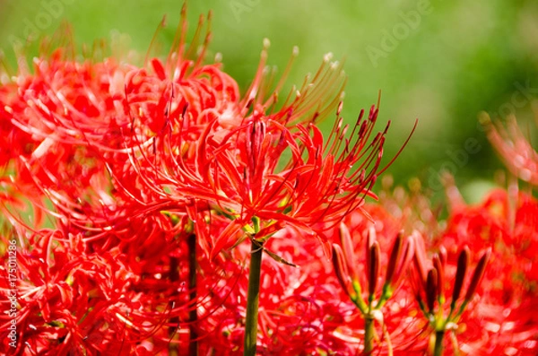 Fototapeta 彼岸花