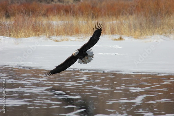 Obraz White-Headed Bald Eagle