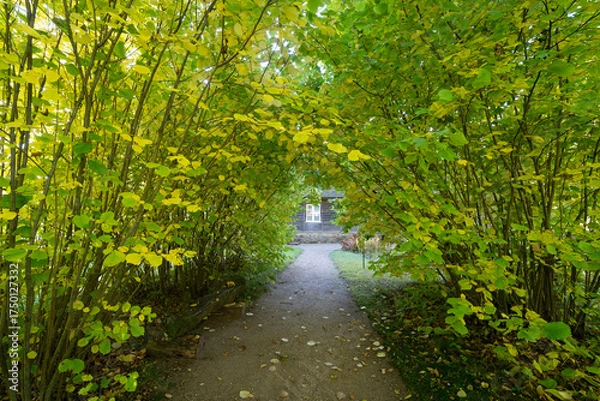 Obraz footpath in the park